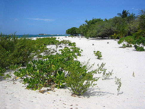 Fotos Pflanzen am Strand